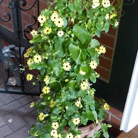 Am Hehlentor 3* Celle